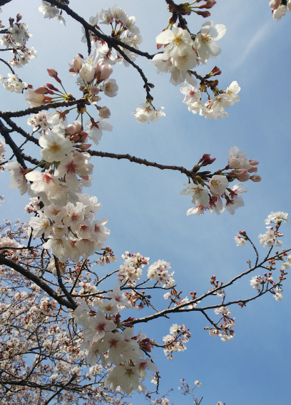 2022.4　～桜の季節～